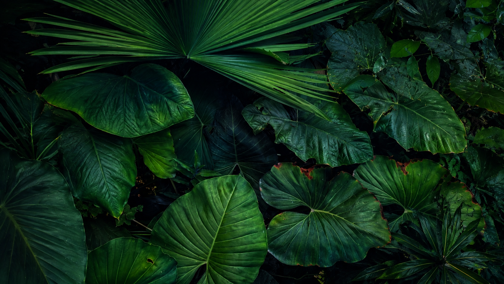 Amazon rainforest canopy