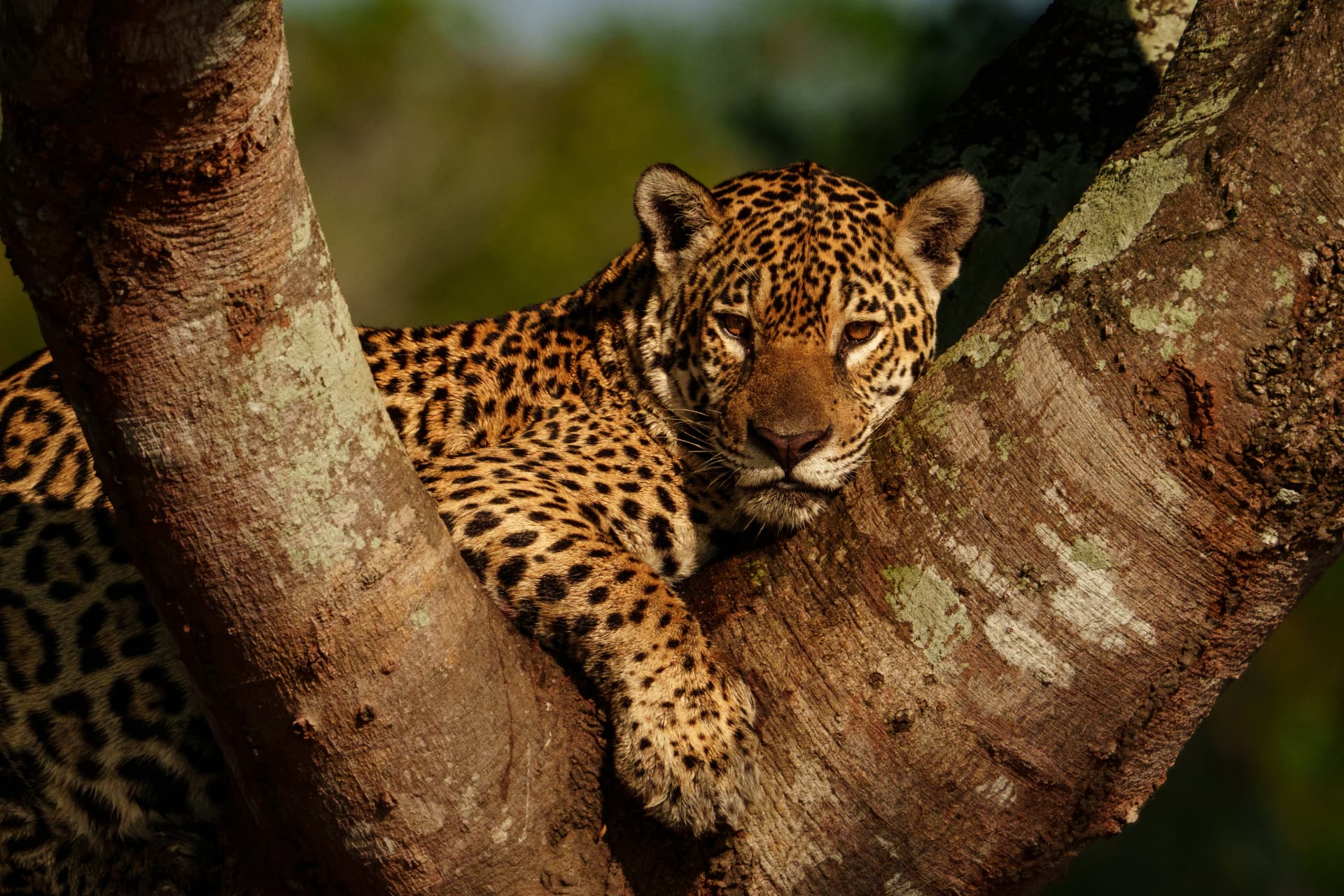 Jaguar resting in a tree, Pantanal