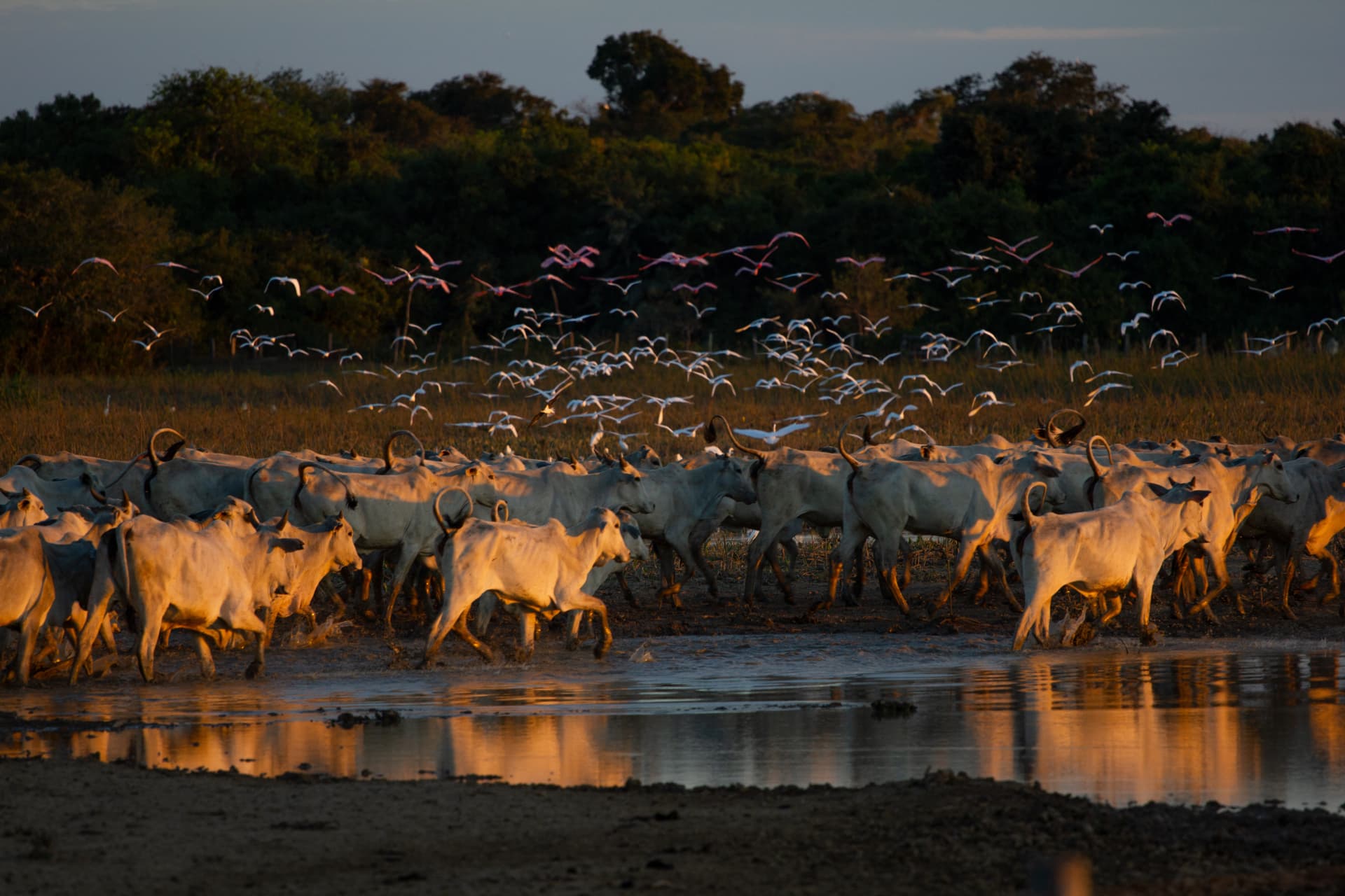 Pantanal